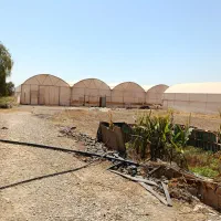 فروش زیر قیمت گلخانه یک هکتاری همراه بااستخروسوییت