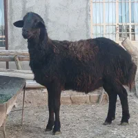 بره نر کشتاری وزن میانگین ۵۰کیلو