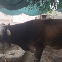 گاووگوساله سیمنتال