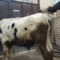 جوانه ۴۰۰ کیلویی