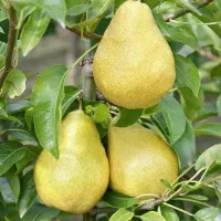 نهالستان نهال صنوبر و بادام گردو و میوه|خدمات باغبانی و درختکاری|بافت, |دیوار