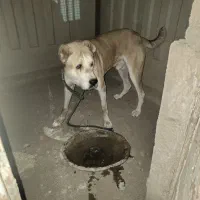 واگذاری سگ خراسانی