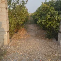 فروش-باغچه-مرکبات-در-دزفول-کوچه-باغ-نهال