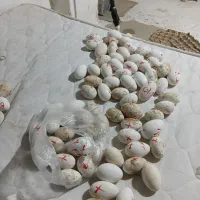 دستگاه جوجه کشی از من تخم نطفه دار از شما|خدمات پیشه و مهارت|آستانه سرا, |دیوار