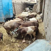 گوسفند فروشی