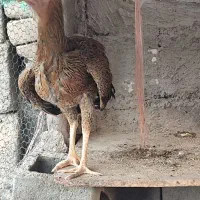 مرغ و خروس فروشی|حیوانات مزرعه|بمپور, |دیوار