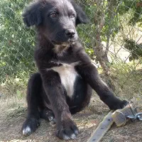 فروش توله قدرجونی|سگ|فریدونشهر, |دیوار