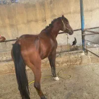 اسب مادیون|اسب و تجهیزات اسبسواری|اهواز, سید خلف|دیوار