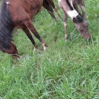 مادیان سال چهار با کره نریان ابلغ|اسب و تجهیزات اسب‌سواری|آستانه اشرفیه, |دیوار