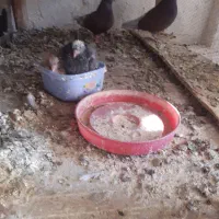 سرخ پرشی|پرنده|آران و بیدگل, |دیوار