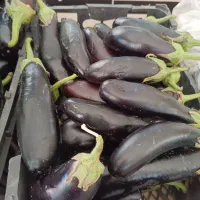 گل کلم وسایل ترشی میوه|خوردنی و آشامیدنی|رباط‌کریم, شترخوار|دیوار