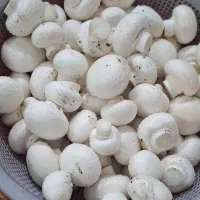 فروش قارچ دکمه ای لوکس