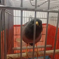 مینا سخنگو کاملا رام