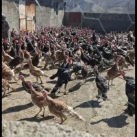 بوقلمون محلی ارگانیک