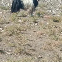 دوبر بز ،گوسفند ، قوچ ،میش