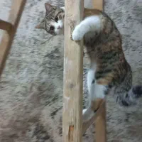 واگذاری رایگان گربه نژاد دار