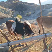 گاونرخیلی خوب ارام|حیوانات مزرعه|بشاگرد, |دیوار