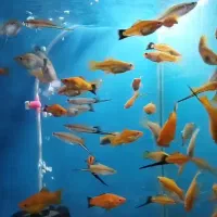 ماهی مولی.گوپی.گلدفیش.سوارتل|ماهی|اصفهان, شهرک ولیعصر|دیوار