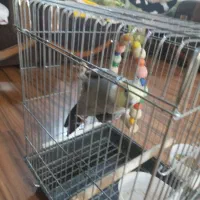 عروس هلندی|پرنده|کرج, باغستان|دیوار