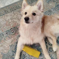 پامر شیش ماهه