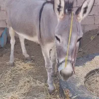 الاغ فروشی جوان