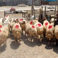 فروش ۱۴ راس گوسفند و یک راس قوچ
