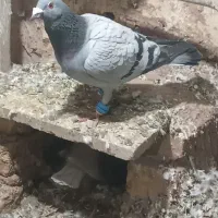 کبوتر سبز نر