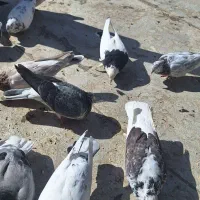 کبوتر کفتر|پرنده|پیر بکران, |دیوار