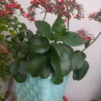 گلهای طبیعی