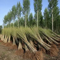 حراج بزرگ، تعداد محدود نهال صنوبر نیگرا باکیفیت|گل و گیاه طبیعی|زنجانرود, |دیوار