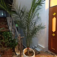 گل نخل فونیکس طبیعی