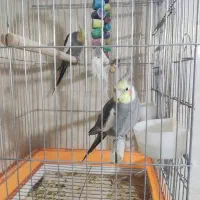 عروس‌ هلندی ۲ عدد نر