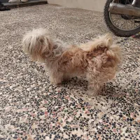 سگ شیتزو شناسنامه دار تمیزو حرف گوش کن|سگ|بهشهر, |دیوار