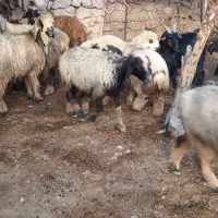 گوسفند فروشی|حیوانات مزرعه|گتوند, |دیوار