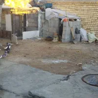 توله سگ قدرجونی