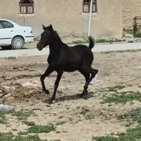 کره اسب ۵ماهع کرد