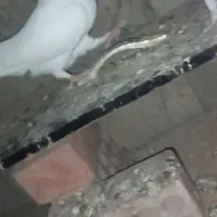 کبوتر|پرنده|کهنوج, |دیوار