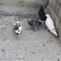 کفتر