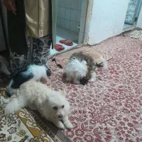 واگذاری اشپیتز تریر مادر همراه ۴ تا توله