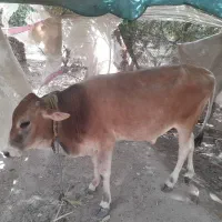 گوساله نر