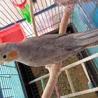 جوجه عروس هلندی
