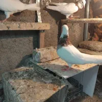 کفتر طوقی|پرنده|تایباد, |دیوار