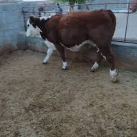 فروش ماده گاوابستن نژادخوب|حیوانات مزرعه|صوفیان, |دیوار