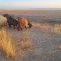 یه کهره چپش تخمی ویه راس بز چاق|حیوانات مزرعه|مرودشت, رامجرد یک|دیوار