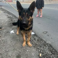 ژرمن|سگ|فردیس, فرامرزیه|دیوار