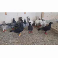 دسته۱۷تایی پلاکی جوانه