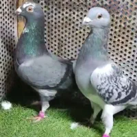 ۷ تا نر پلاکی تکاور|پرنده|شیراز, دشت چنار|دیوار