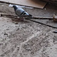 کبوتر پلاکی ابلغ و بنک وسبز|پرنده|یاسوج, |دیوار