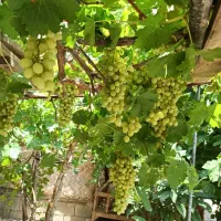 باغ شهری سیاخ دارنگون مجموعه باغات گلدشت|فروش زمین و ملک کلنگی|شیراز, محمدیه|دیوار