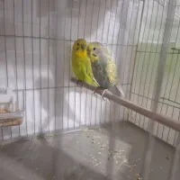 مرغ عشق مولد.نفچ|پرنده|کرج, آق تپه|دیوار